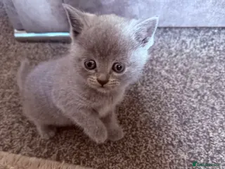 British Shorthair cats Lilac British Short Hair Kittens - Advert 5