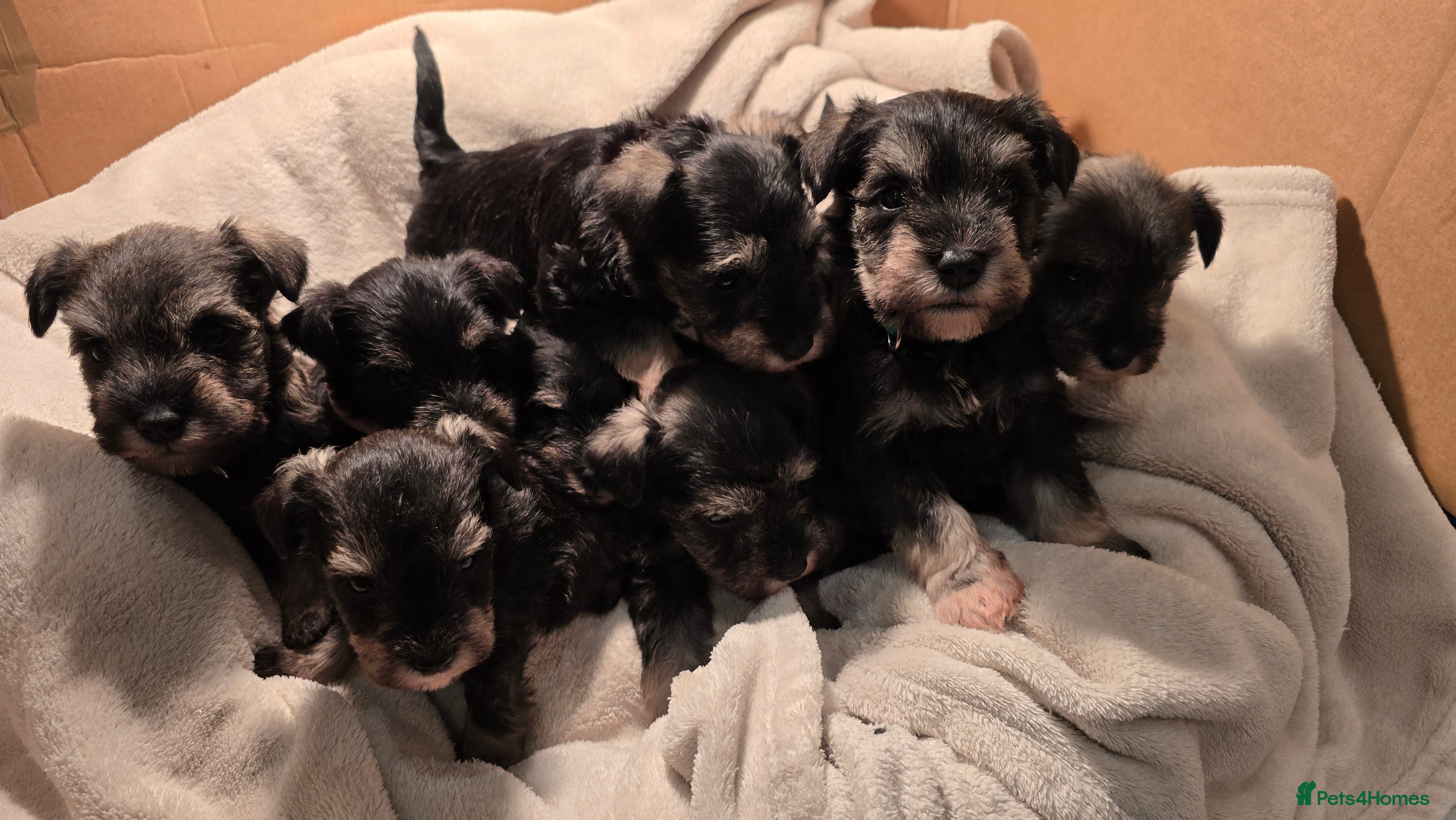 Miniature Schnauzer dogs KC Miniature Schnauzer Puppies ready in January - Advert 2