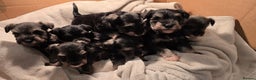 Miniature Schnauzer dogs for sale: KC Miniature Schnauzer Puppies ready in January - Advert 1