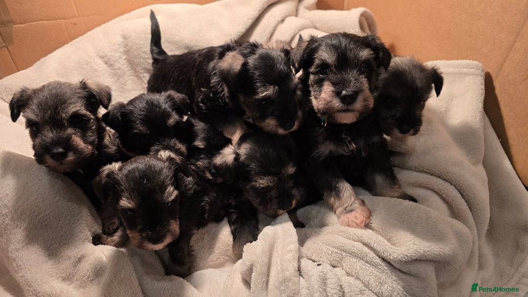 Miniature Schnauzer dogs for sale: KC Miniature Schnauzer Puppies ready in January - Advert 1