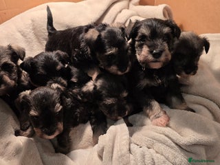 Miniature Schnauzer dogs KC Miniature Schnauzer Puppies ready in January - Advert 1