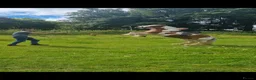Irish Cob horses for sale: Foxy ride and drive cobs  in Norwich - Advert 10