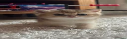 British Shorthair cats for sale: Scottish golden chinchilla ready for new homes  - Advert 14