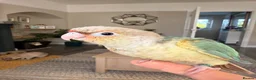 Conures birds for sale: Silly tame hand reared Green cheeked conures  in Wellingborough - Advert 5