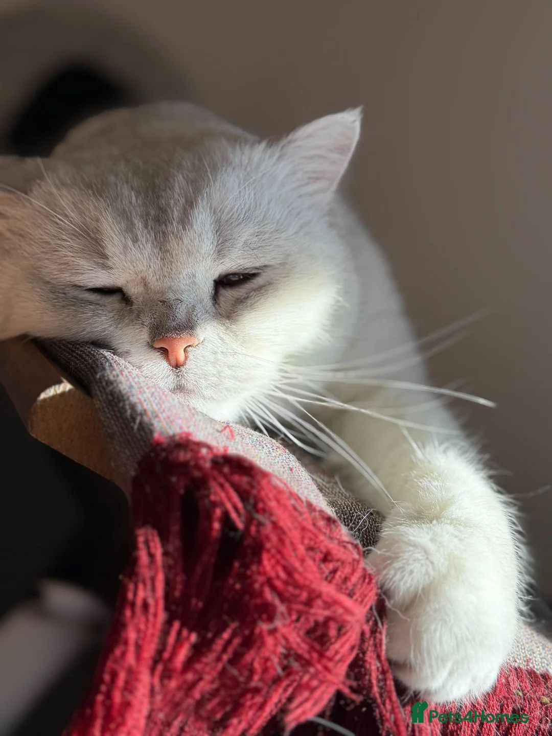 British Shorthair cats for sale: Male British Shorthair in Dagenham - Advert 2