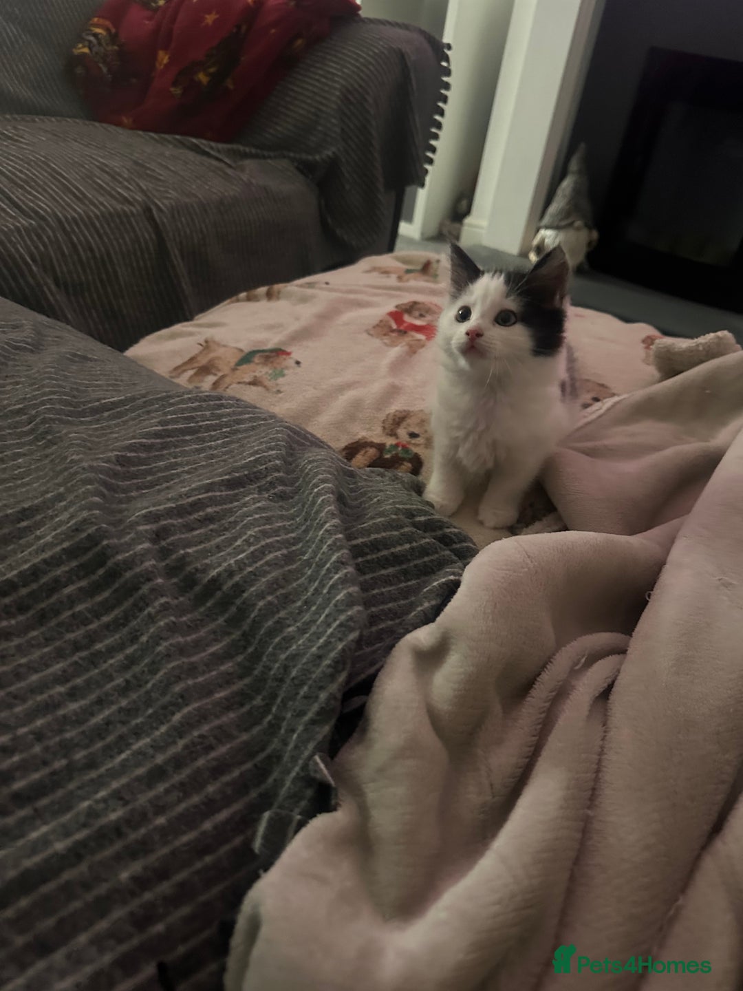 Mixed Breed cats for sale: One female white black kitten - Image 8