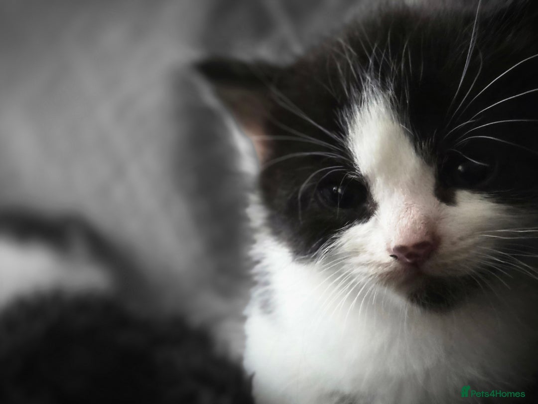 Mixed Breed cats for sale: 5 Fabulous kittens - Advert 10