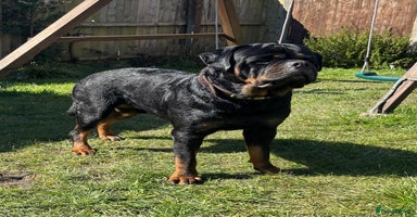 Rottweiler dogs in Bacup - Advert 4