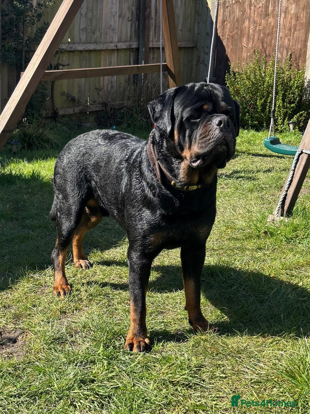 Rottweiler dogs for stud: Proven KC Rottweiler At Stud  in Bacup - Image 3