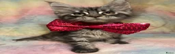 Maine Coon cats for sale: CHAMPION LINES TICA ACTIVE MAINE COONS  - Advert 5