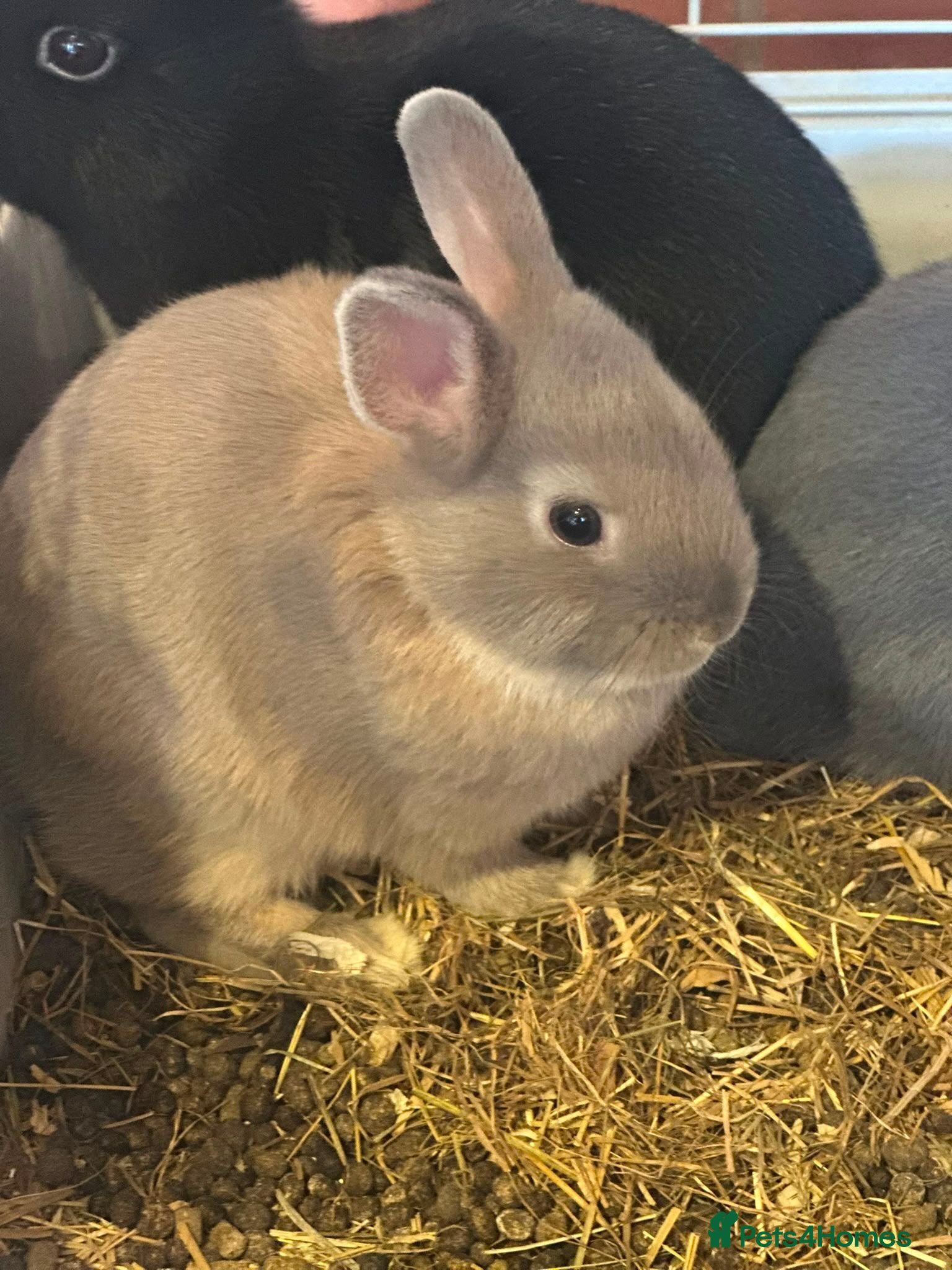 Netherland Dwarf rabbits Netherland dwarf  - Advert 8