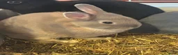 Netherland Dwarf rabbits for sale: Netherland dwarf  - Advert 1