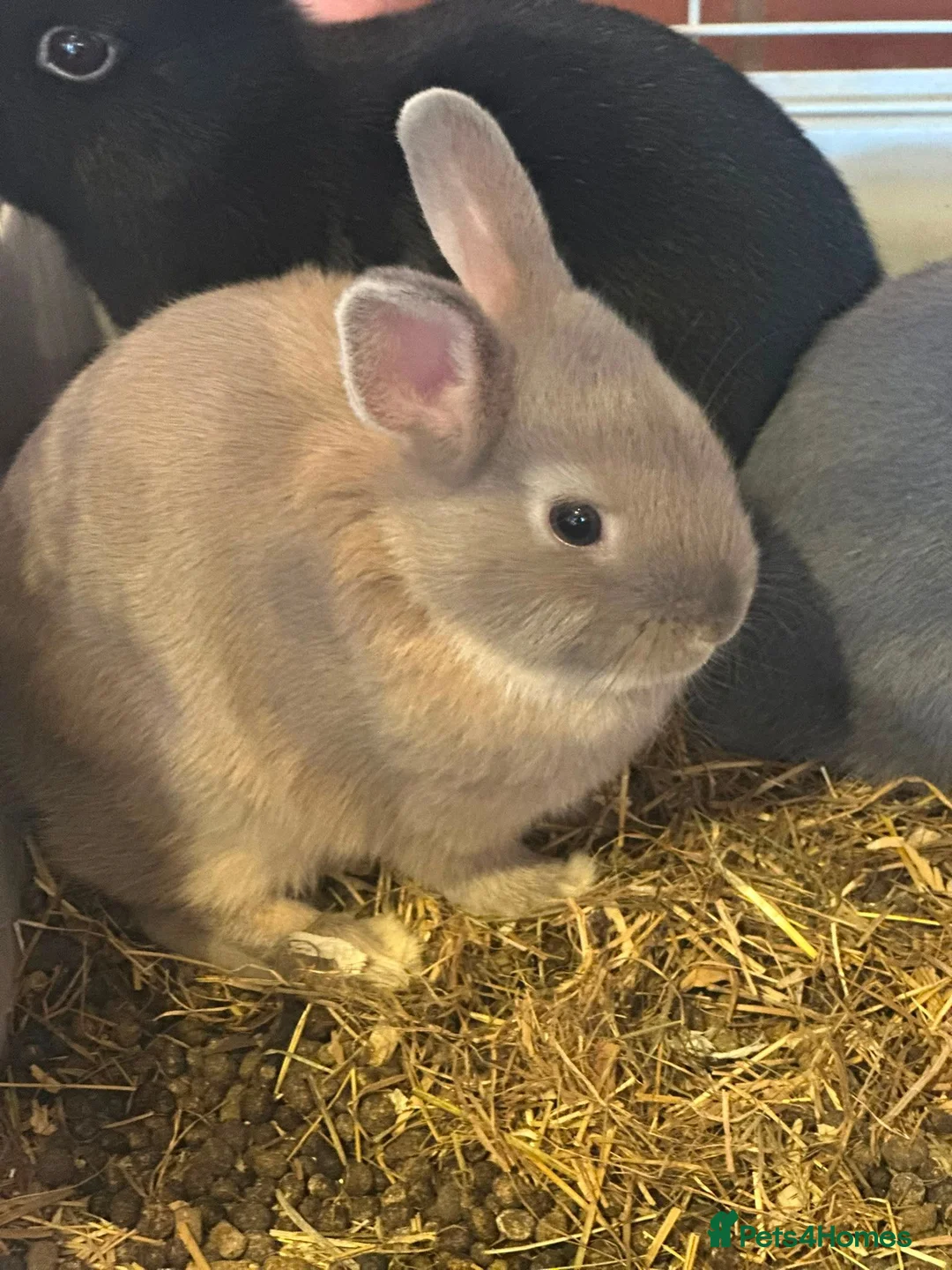 Netherland Dwarf rabbits for sale: Netherland dwarf  - Advert 1