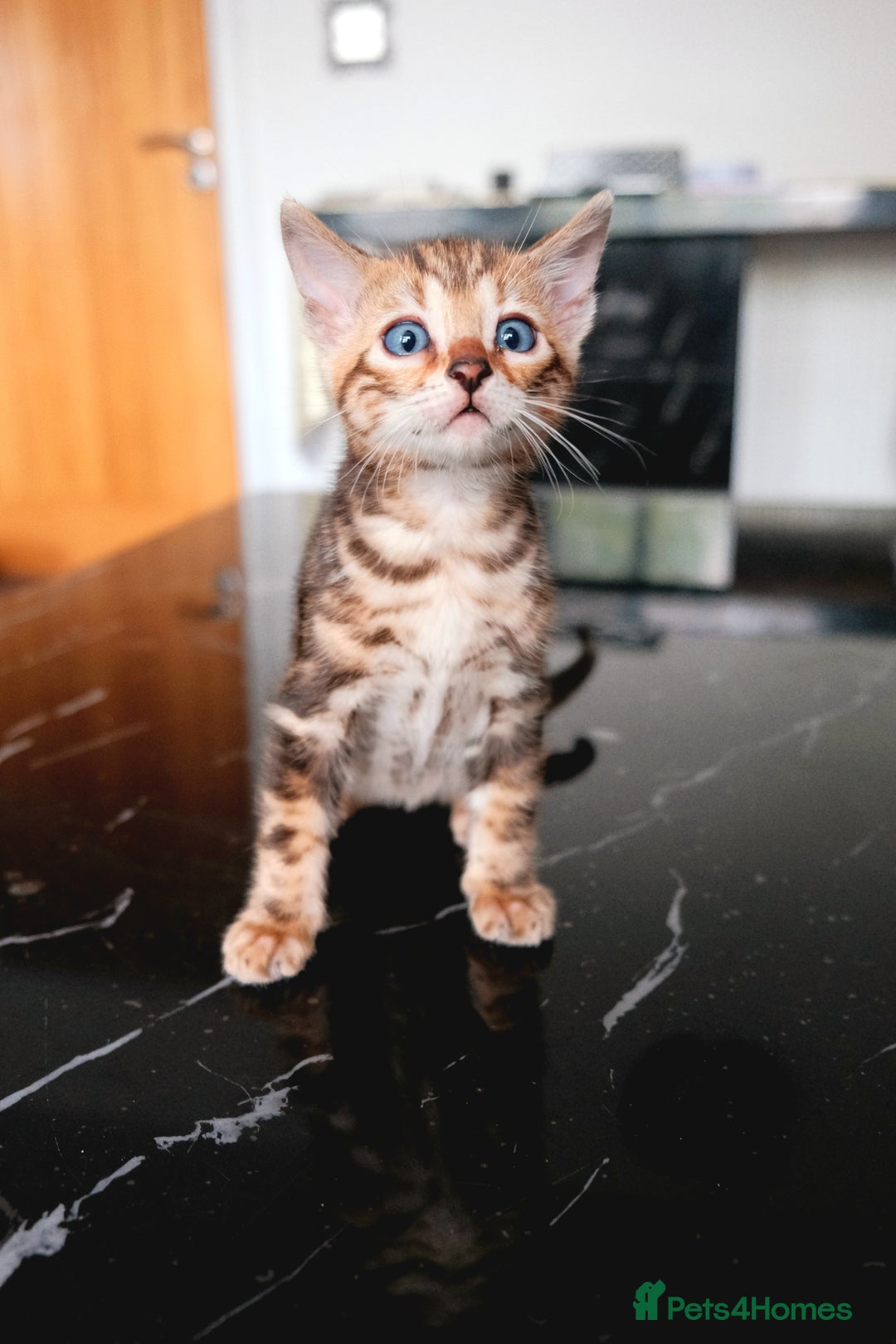 Bengal cats for sale: GORGEOUS RARE BENGAL BOY FOR REHOME 😻 - Image 1