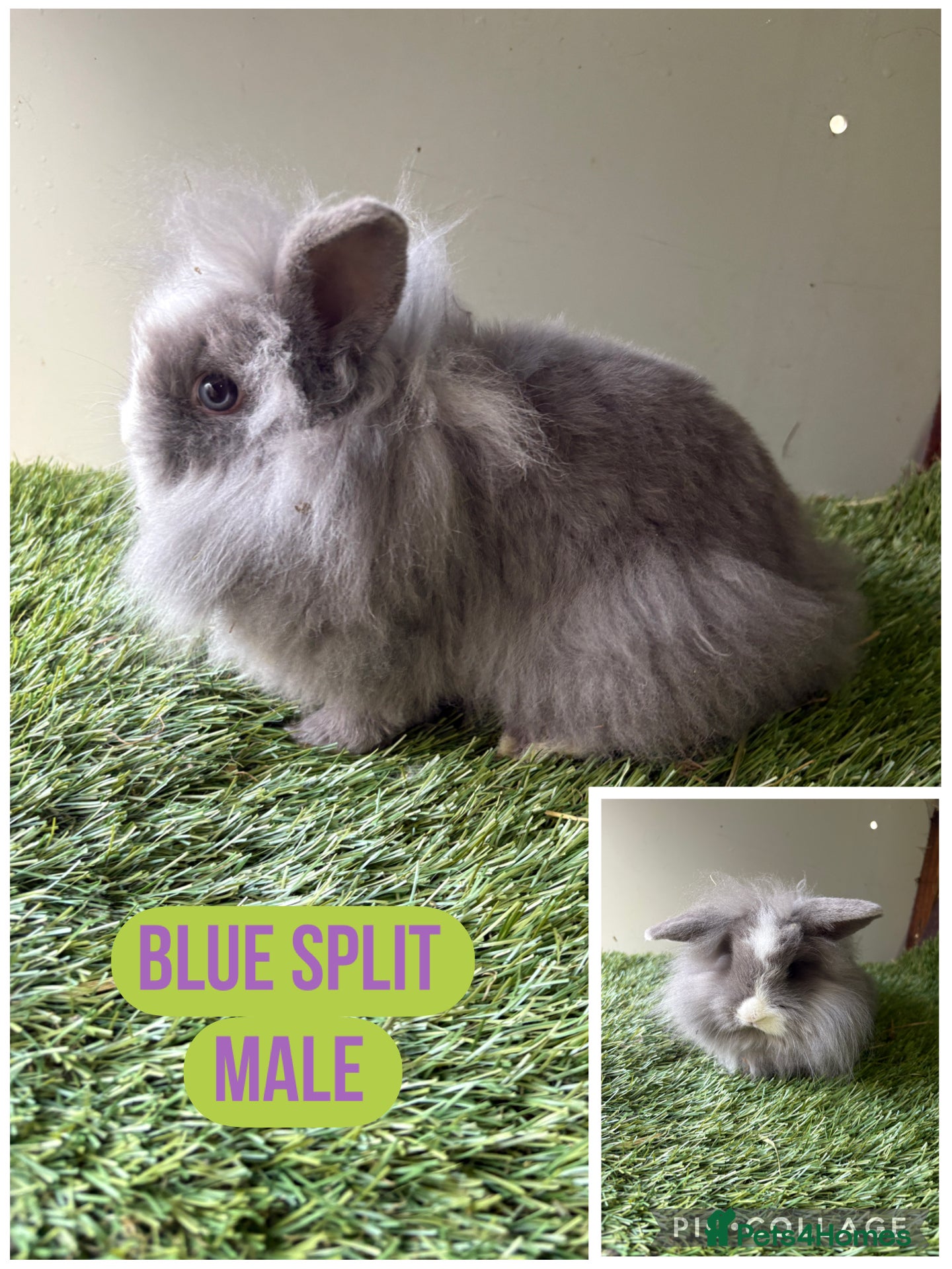 Lionhead rabbits 2 x Male Lion Rabbits with cage, all accessories  - Advert 2