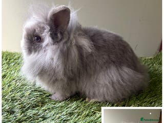 Lionhead rabbits 2 x Male Lion Rabbits with cage, all accessories - Advert 2