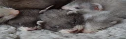 Ferret rodents for sale: Beautiful Kits  in Peterlee - Advert 6