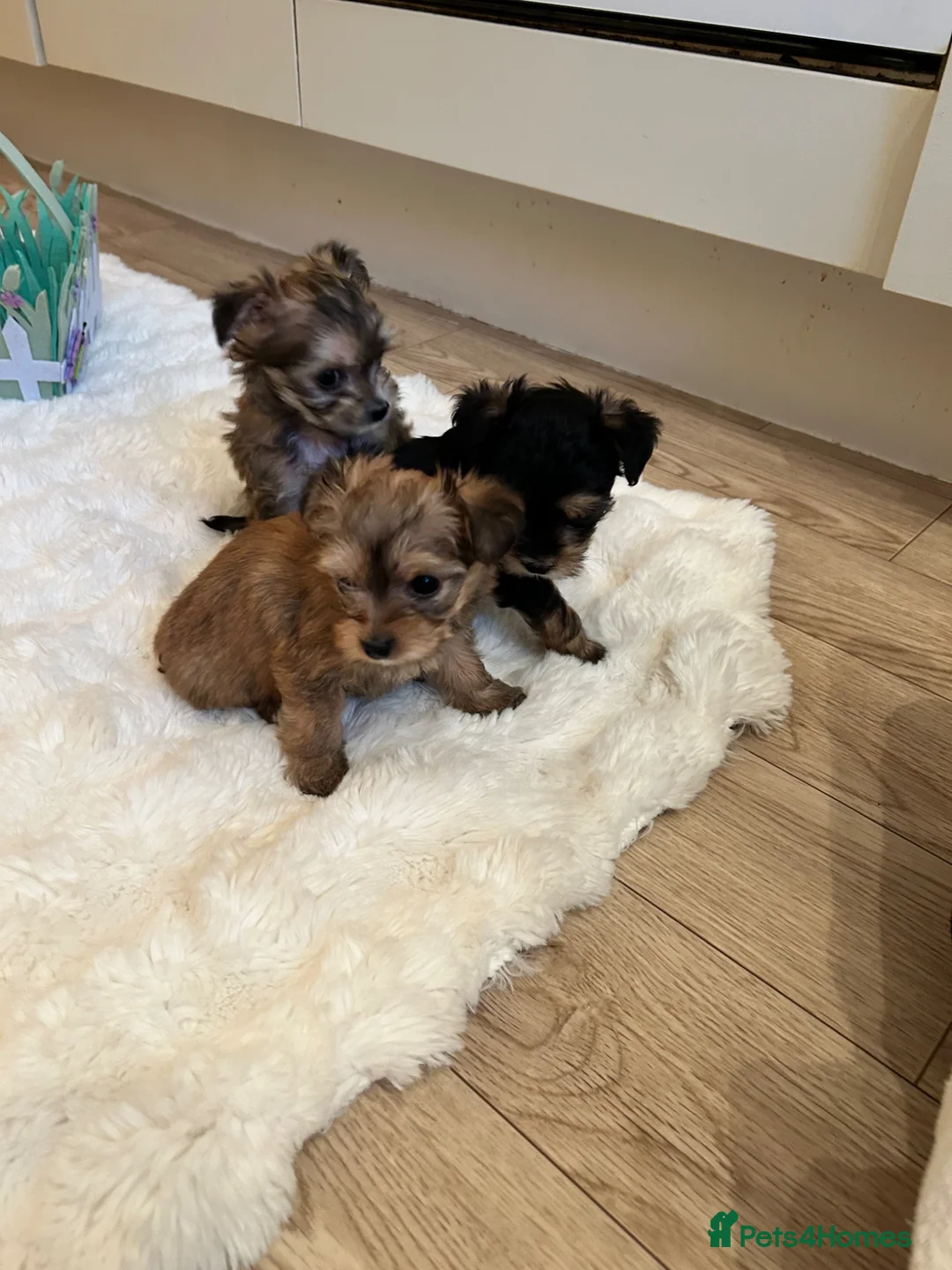 Morkie dogs for sale: Very tiny morkie babies  - Advert 1