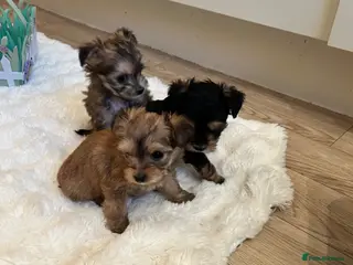 Morkie dogs Very tiny morkie babies - Advert 11