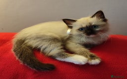 Ragdoll cats for sale: 4 beautiful ragdoll kittens for sale - Oxford - Image 4