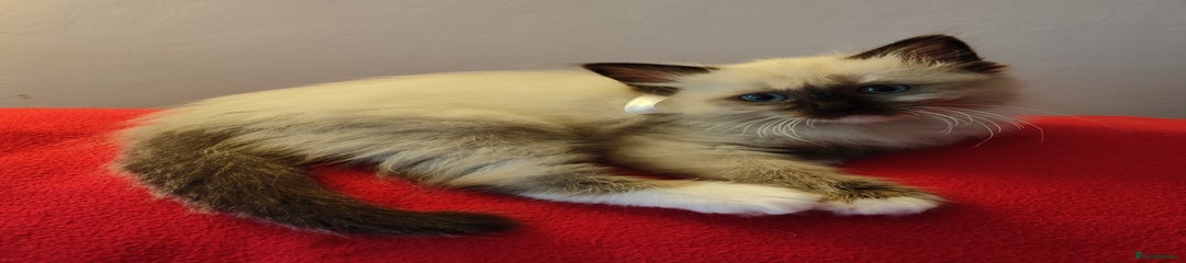 Ragdoll Kitten 3