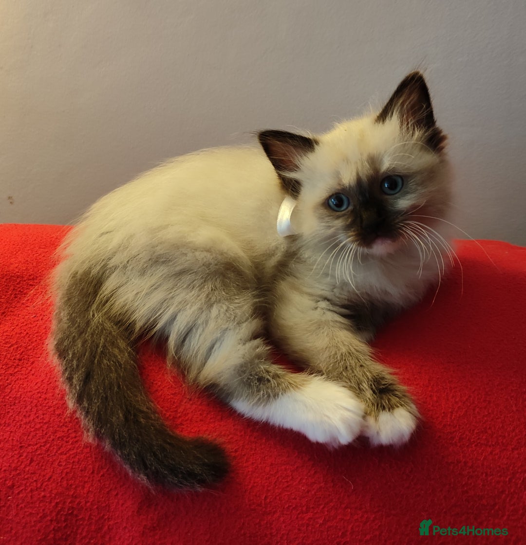 Ragdoll cats for sale: 4 beautiful ragdoll kittens for sale - Oxford - Image 4