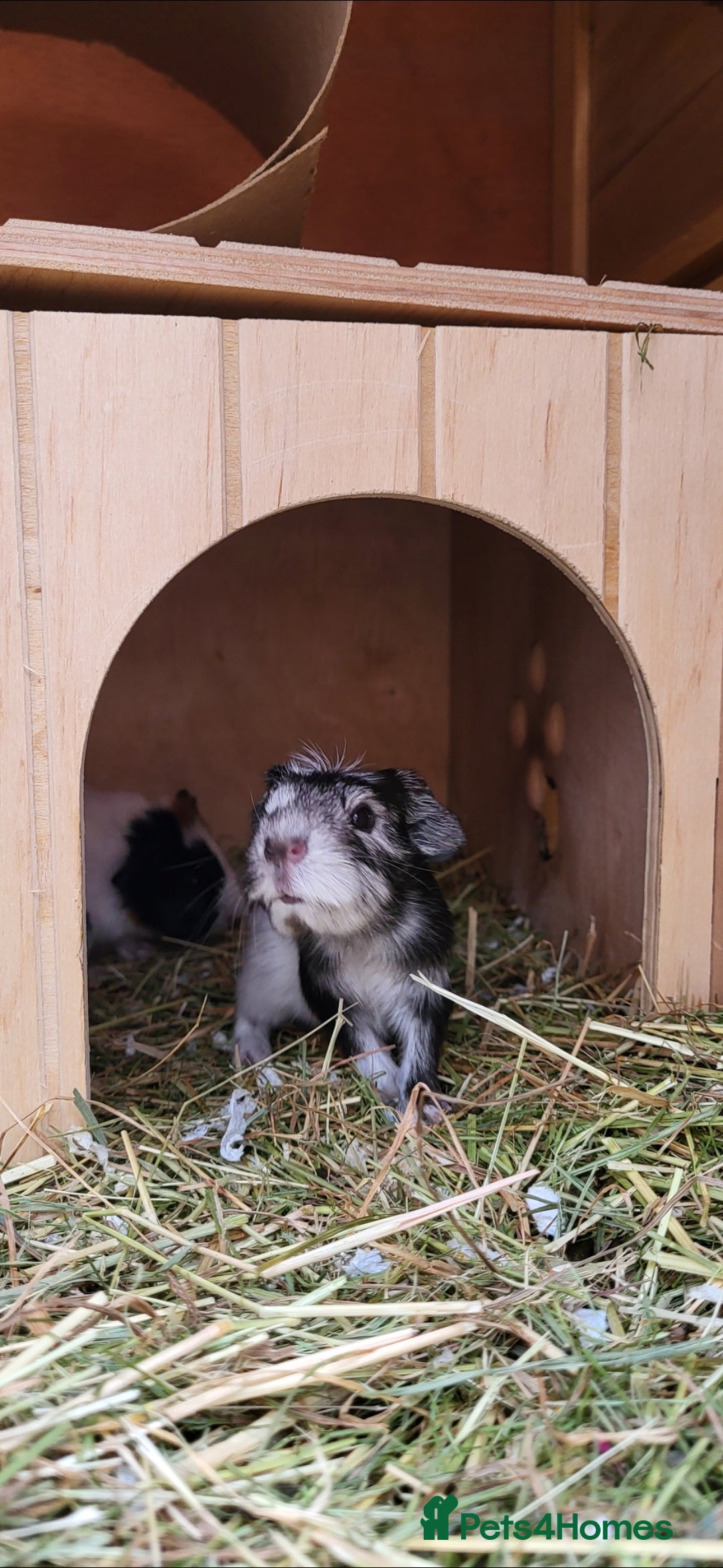 Guinea Pig rodents for sale: Male Guinea Pig - Advert 3