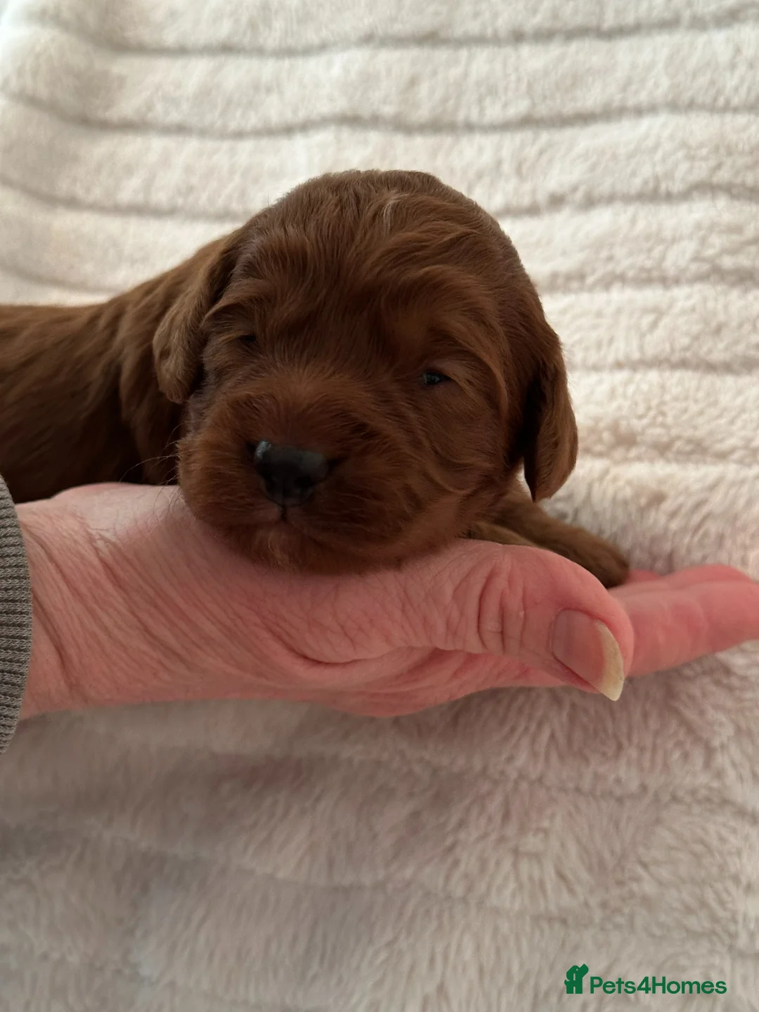 Cockapoo dogs for sale: 6 Gorgeous Dark Red F1 Cockapoo puppies - Advert 12