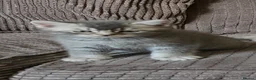 British Shorthair cats for sale: Ready now British shorthair kittens - Advert 8