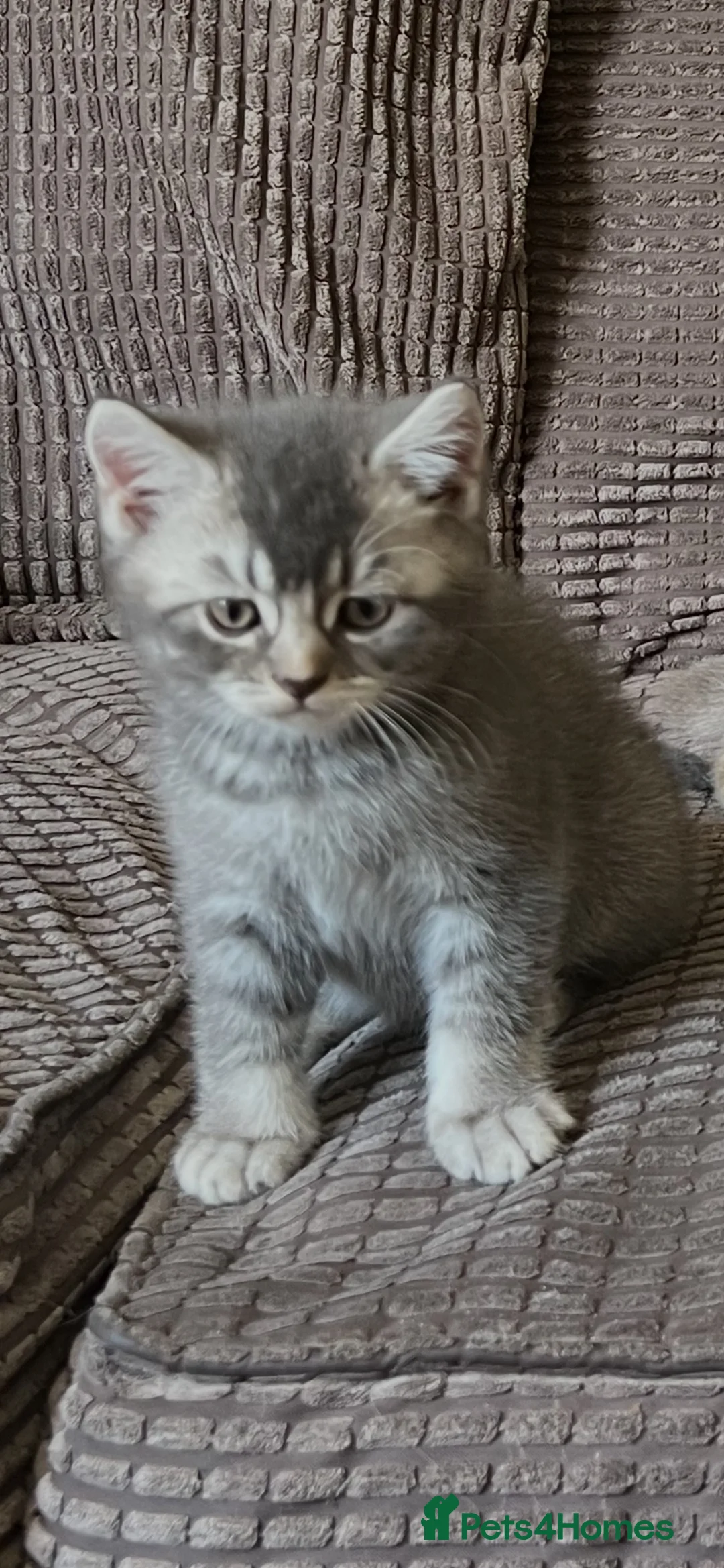 British Shorthair cats for sale: Ready now British shorthair kittens - Advert 8