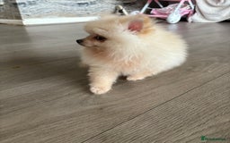 Pomeranian dogs for sale: ** Pomeranian Puppies 🐶🤍🐻🤎 - Image 19
