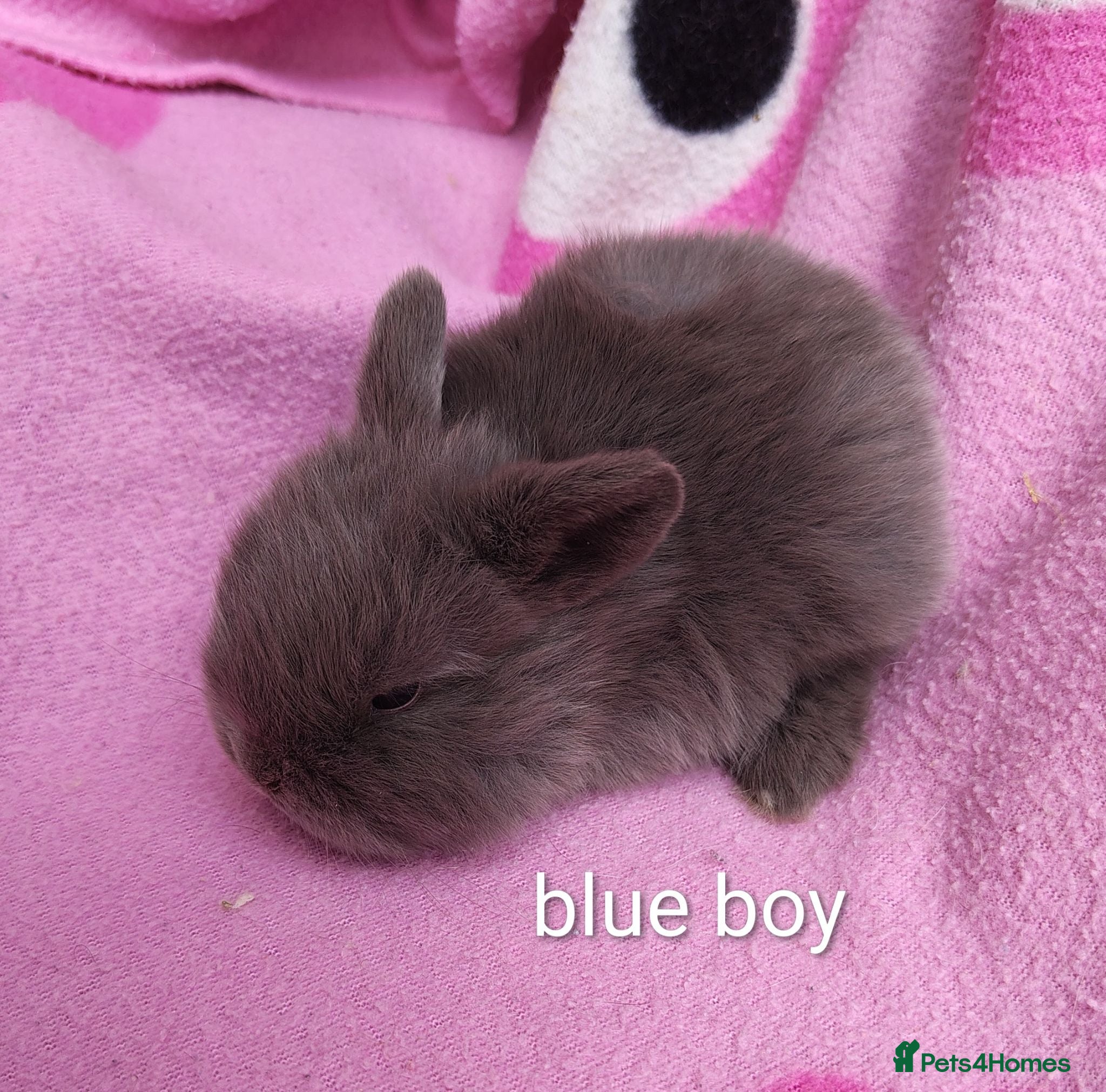 Mini Lop rabbits Beautiful bunnies - Advert 14