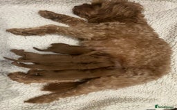 Cavapoo dogs for sale: Red Toy cavapoos  - Image 4