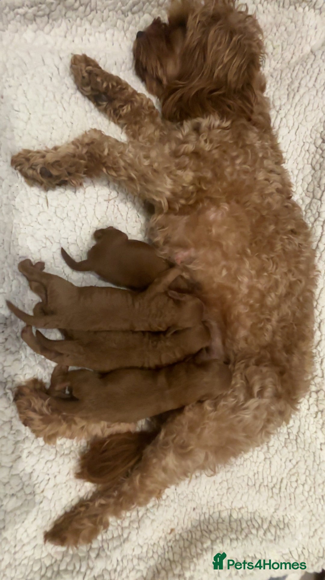 Cavapoo dogs for sale: Red Toy cavapoos  - Image 4