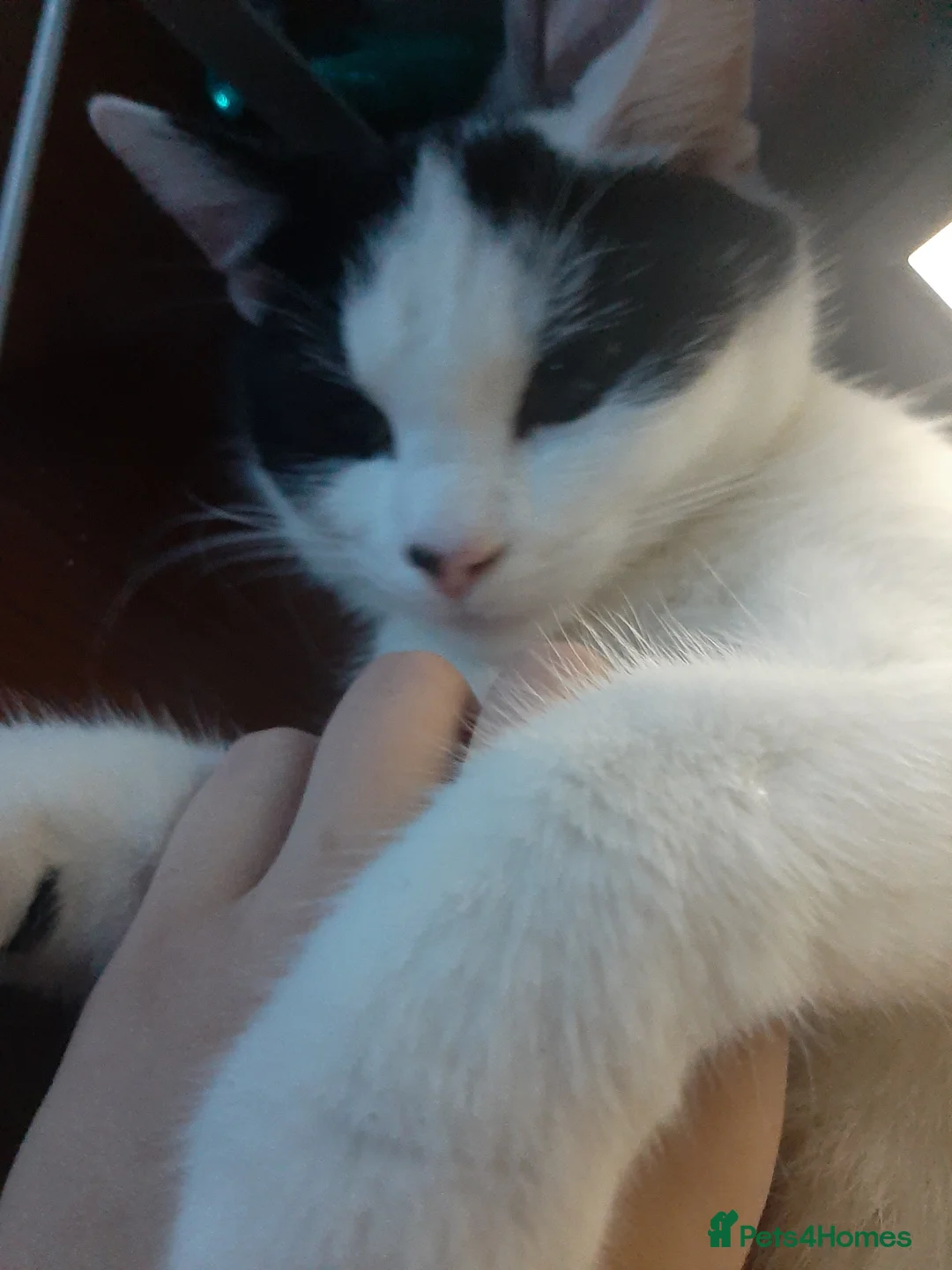 Mixed Breed cats for sale: Going for free because I'm immigrating  - Advert 11