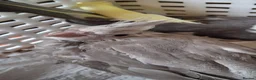 Cockatiels birds for sale: Cockateil handtame babies very pretty babies. - Advert 5