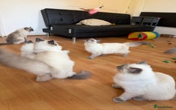 Ragdoll cats for sale: Ragdoll Kittens Looking for Their Forever Homes  - Image 4
