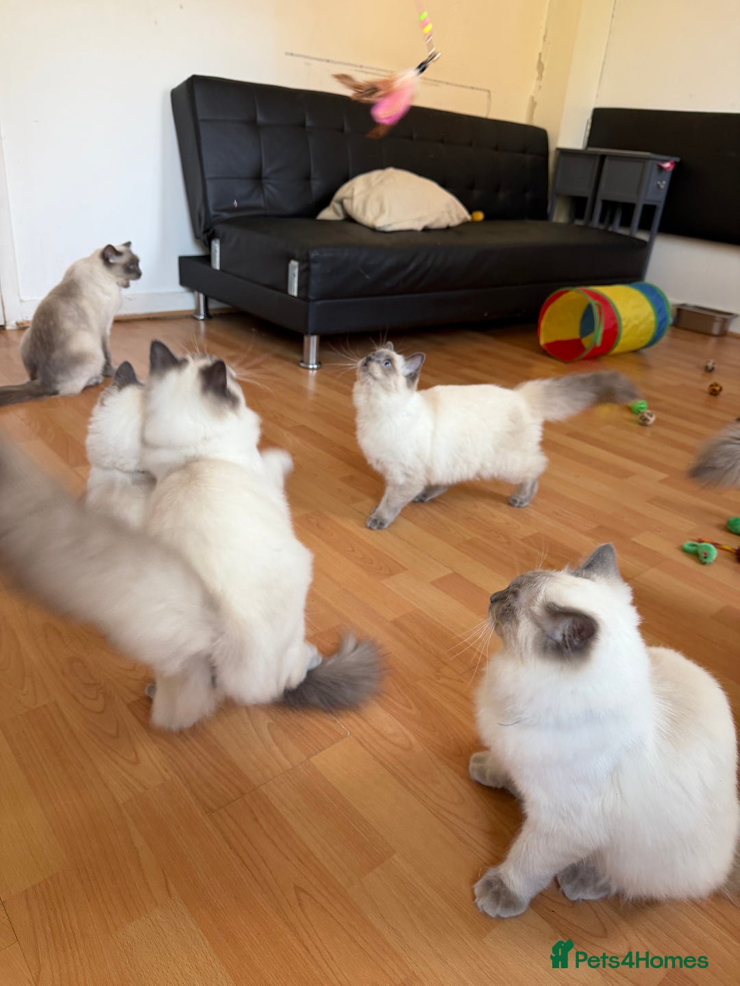 Ragdoll cats for sale: Ragdoll Kittens Looking for Their Forever Homes  - Image 4