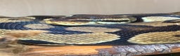 Python Snake reptiles for sale: Royal python with full setup - Advert 12