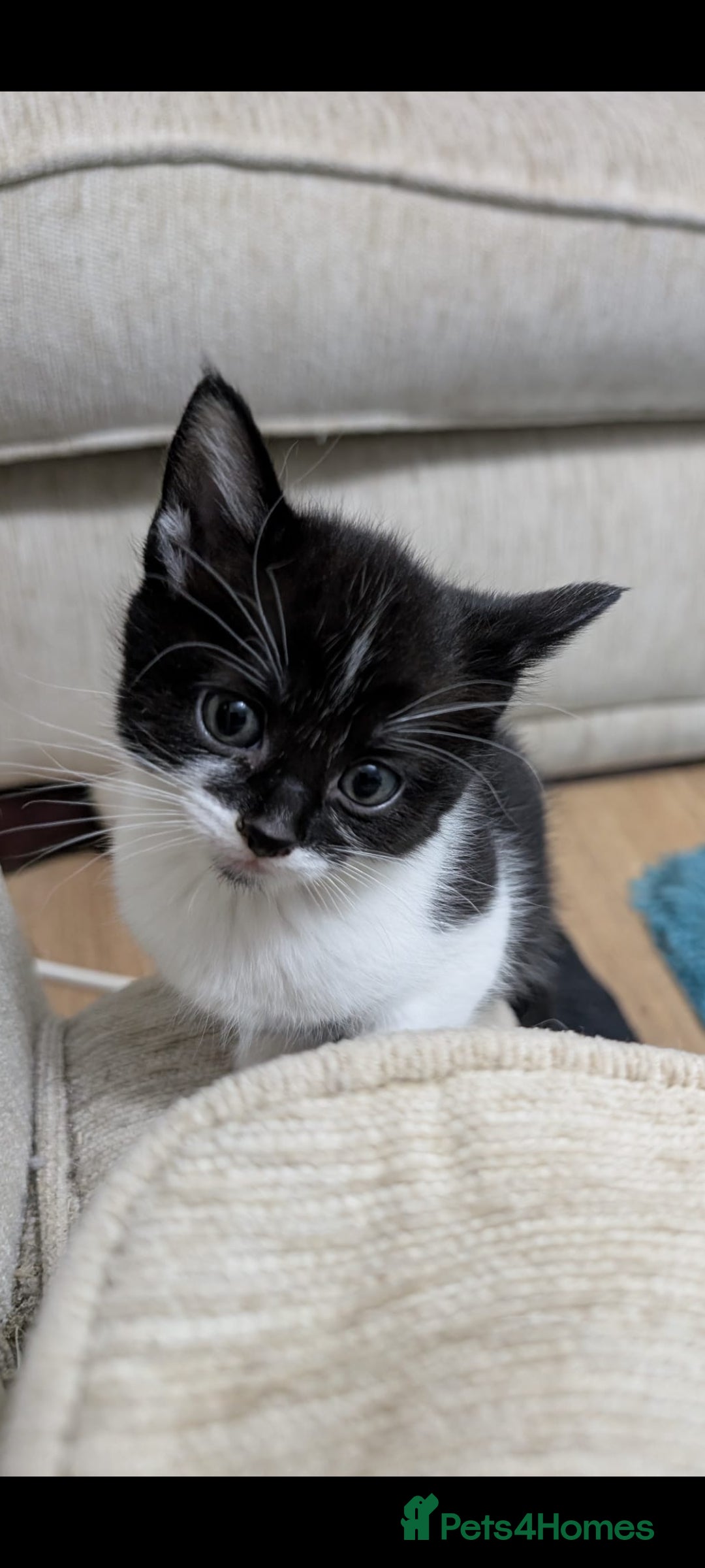 Mixed Breed cats for sale: Beautiful 8 week kittens for sale - Advert 7