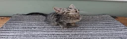 British Shorthair cats for sale: 4 Little Spotty Tigers  - Advert 15