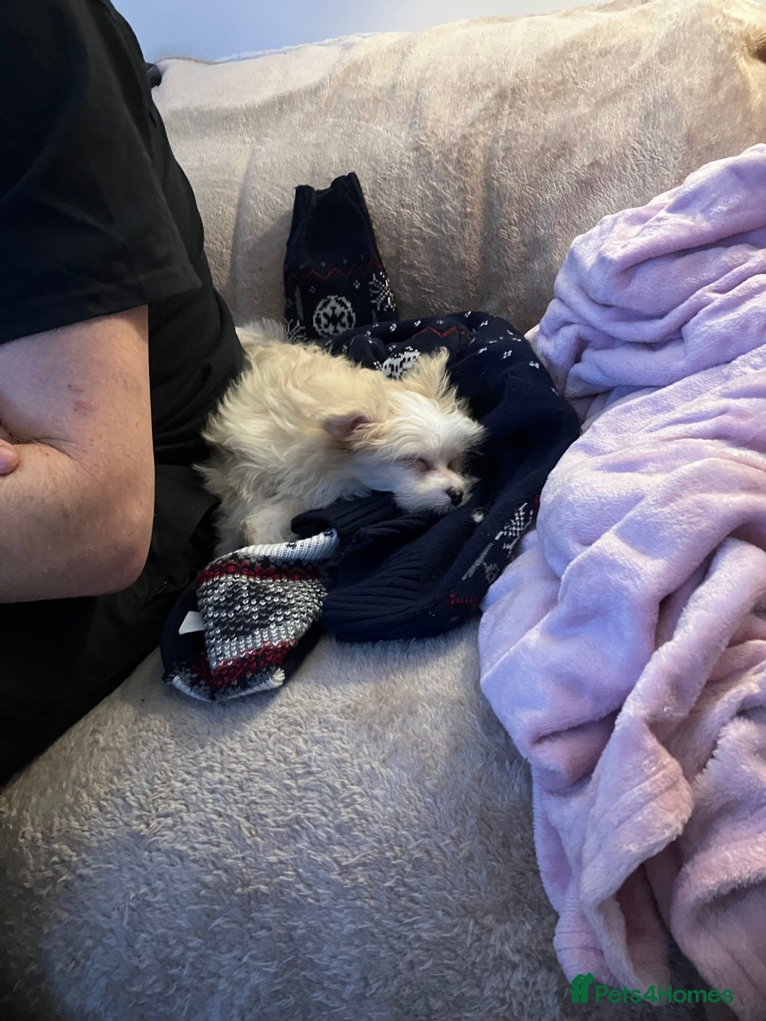 Mixed Breed dogs for sale: Malti-Pom Puppies - £1200 - 3 Left - Advert 4