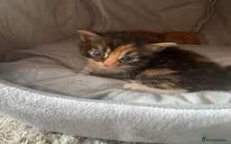 Mixed Breed cats for sale: Main coon mix kittens - Image 17