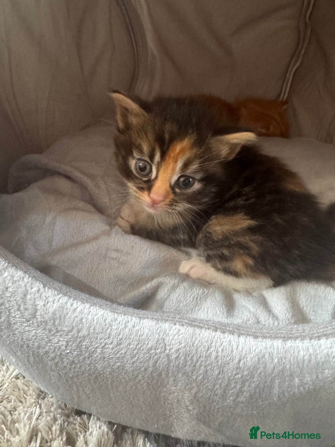Mixed Breed cats for sale: Main coon mix kittens - Image 17
