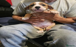 Mixed Breed dogs for sale: Gorgeous litter of puppies red fawn  - Image 12