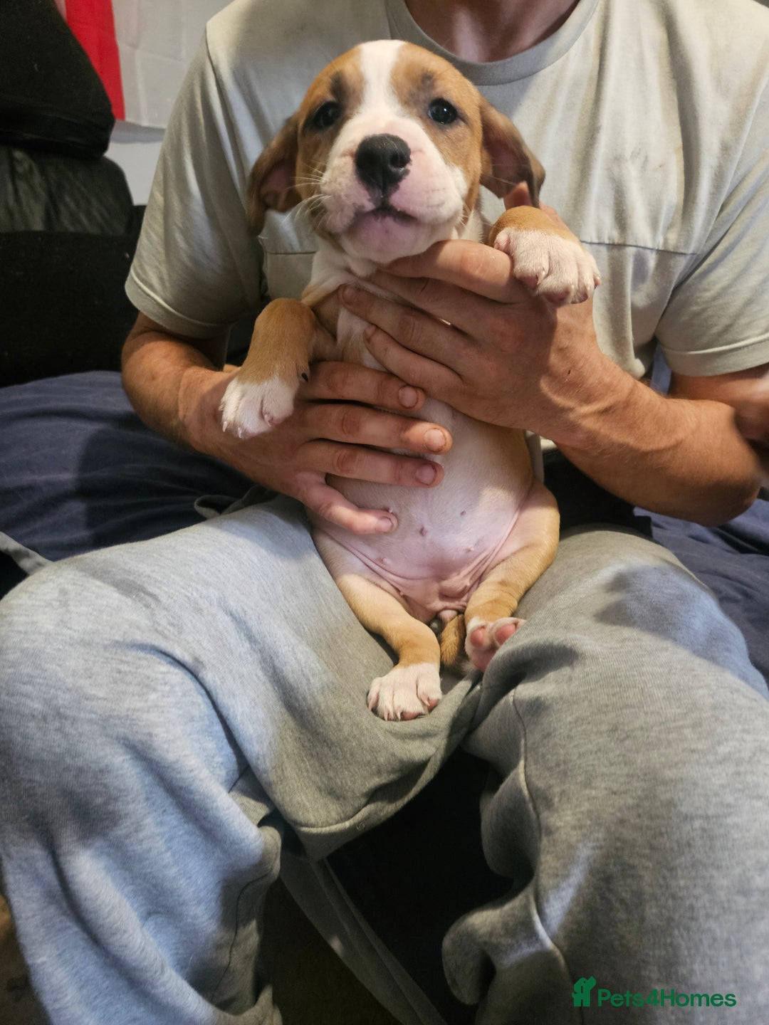Mixed Breed dogs for sale: Gorgeous litter of puppies red fawn  - Image 12