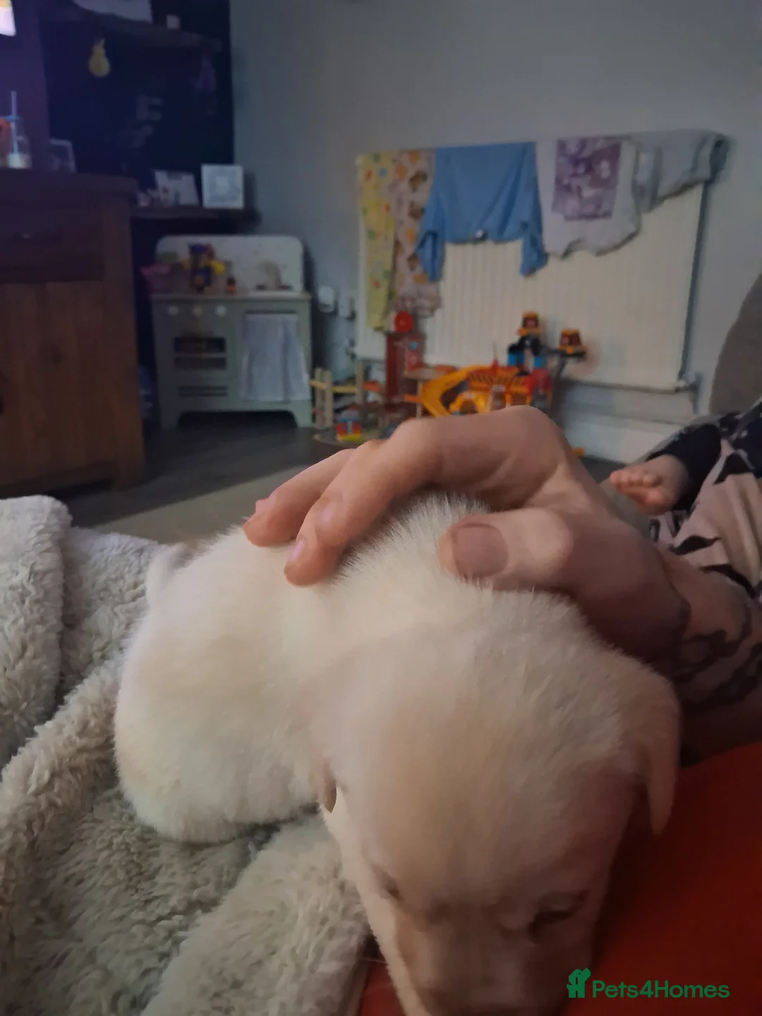 Labrador Retriever dogs for sale: Beautiful lab puppies in Neath - Advert 8