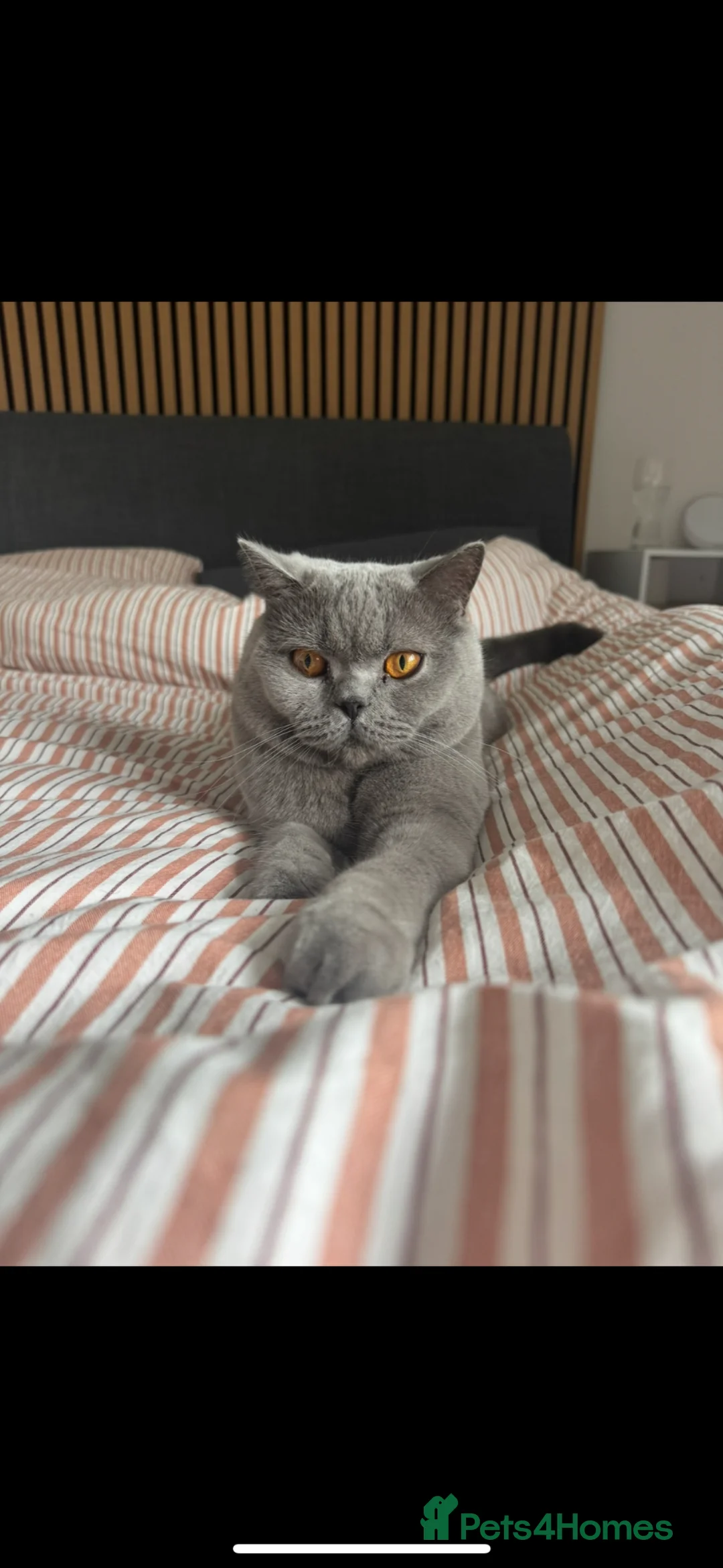 British Shorthair cats for sale: 3 year old British Shorthair Cat for rehoming  - Advert 1