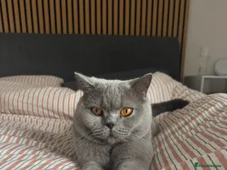 British Shorthair cats 3 year old British Shorthair Cat for rehoming - Advert 6