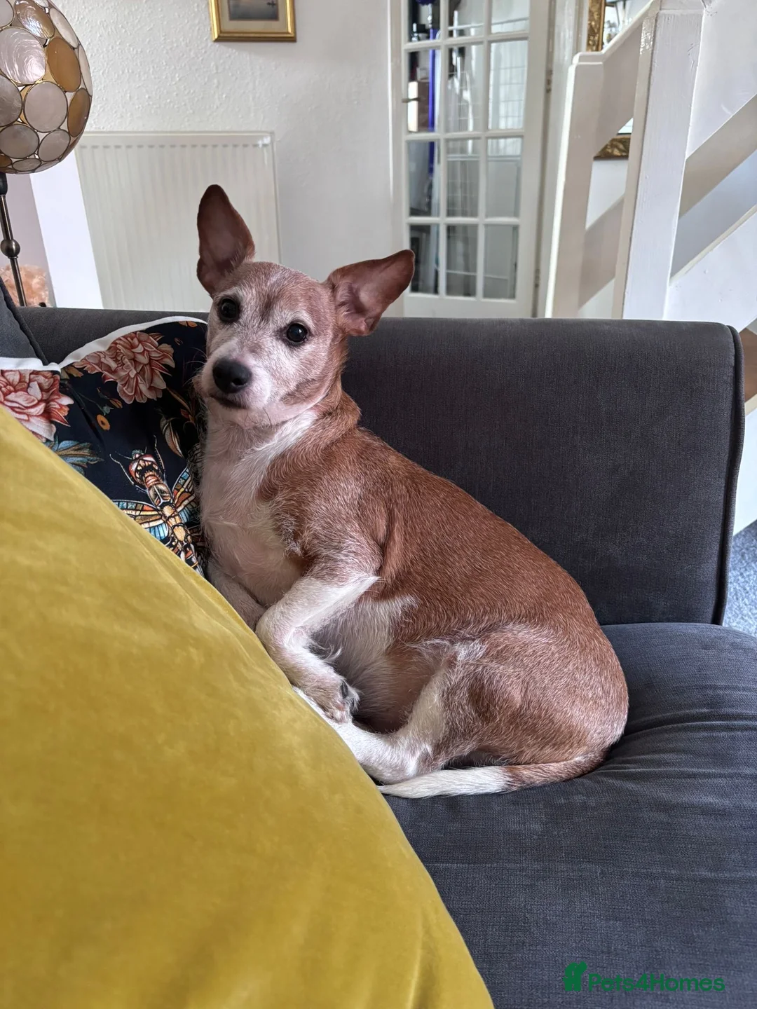 Jack Russell dogs for adoption: 💙🐶DODGER - A Loyal Little Boy in Telford - Advert 2